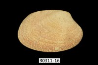 藏品(蝴蝶錦蛤)的圖片